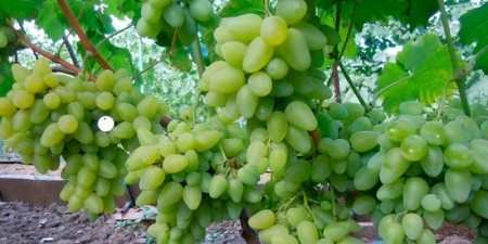 Ранні сорти винограду — назви з фото, різновиди, як вибрати і особливості вирощування