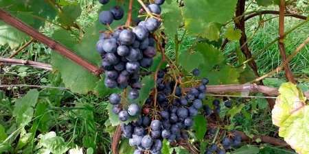 Ранні сорти винограду — назви з фото, різновиди, як вибрати і особливості вирощування