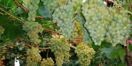 Ранні сорти винограду — назви з фото, різновиди, як вибрати і особливості вирощування
