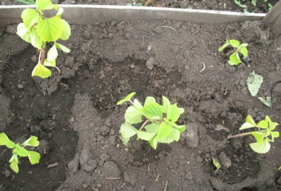 Сальвия: фото цветов рассада когда сажать и как правильно ухаживать, размножение