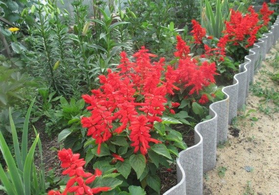 Сальвия: фото цветов рассада когда сажать и как правильно ухаживать, размножение