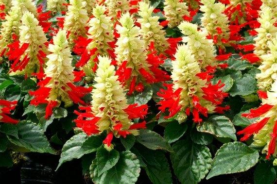 Сальвия: фото цветов рассада когда сажать и как правильно ухаживать, размножение