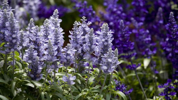 Сальвия: фото цветов рассада когда сажать и как правильно ухаживать, размножение