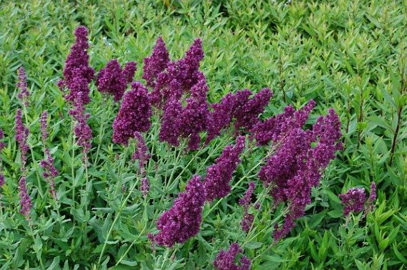 Сальвия: фото цветов рассада когда сажать и как правильно ухаживать, размножение