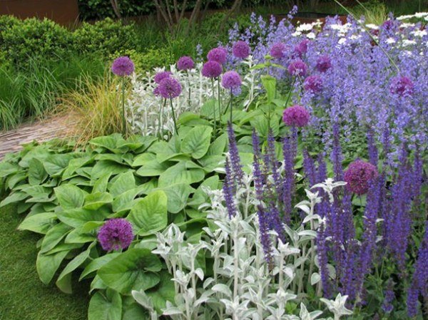 Сальвия: фото цветов рассада когда сажать и как правильно ухаживать, размножение