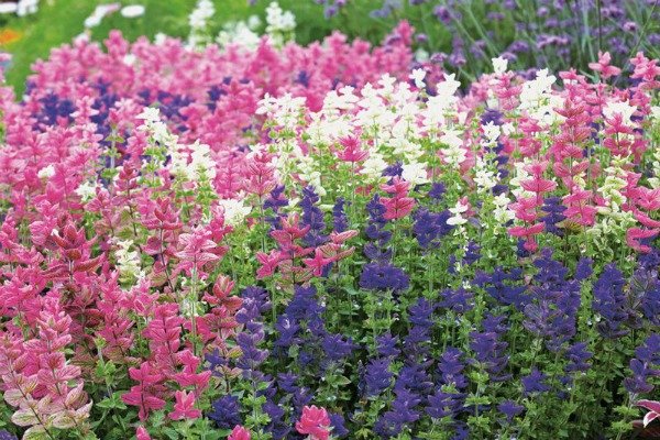 Сальвия: фото цветов рассада когда сажать и как правильно ухаживать, размножение