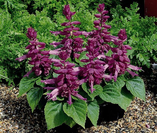 Сальвия: фото цветов рассада когда сажать и как правильно ухаживать, размножение