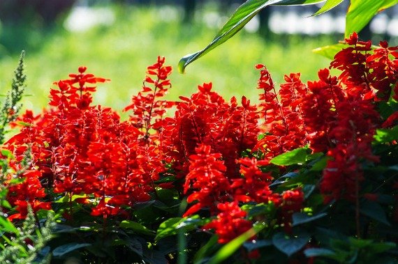 Сальвия: фото цветов рассада когда сажать и как правильно ухаживать, размножение