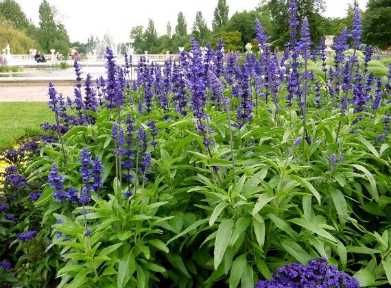 Сальвия: фото цветов рассада когда сажать и как правильно ухаживать, размножение