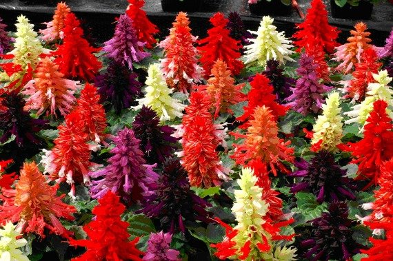 Сальвия: фото цветов рассада когда сажать и как правильно ухаживать, размножение