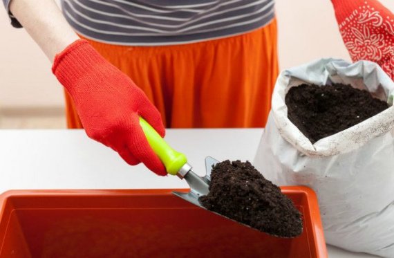 Сальвия: фото цветов рассада когда сажать и как правильно ухаживать, размножение