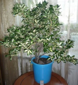 Секрети посадки і догляду за кімнатним бересклетом