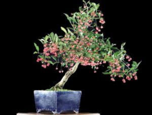 Секрети посадки і догляду за кімнатним бересклетом