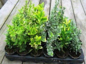 Секрети посадки і догляду за кімнатним бересклетом