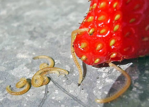 Вредители клубники: описание с фото, способы борьбы с ними Видео