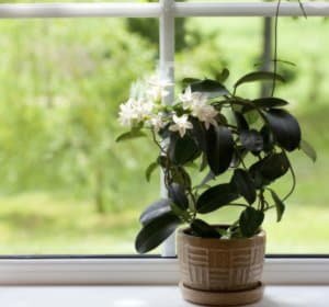 Що любить кімнатний жасмин, поради по догляду за рослиною в домашніх умовах