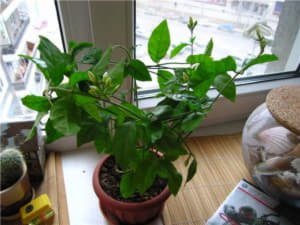 Що любить кімнатний жасмин, поради по догляду за рослиною в домашніх умовах