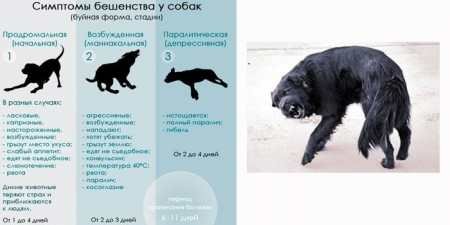 Що робити, якщо вкусив собака: наслідки та перша допомога