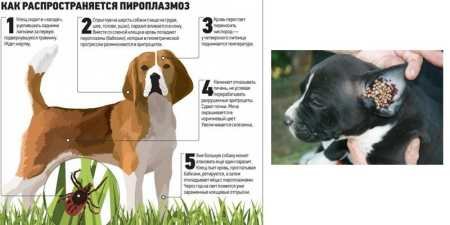 Симптоми та ознаки піроплазмозу (бабезіозу) у собак: що варто знати