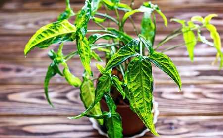 Догляд за сингоніумом: розмноження, пересадка, формування та захист від хвороб