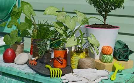 Сингоніум: догляд в домашніх умовах, розмноження, пересадка, формування крони, хвороби, шкідники і відгуки