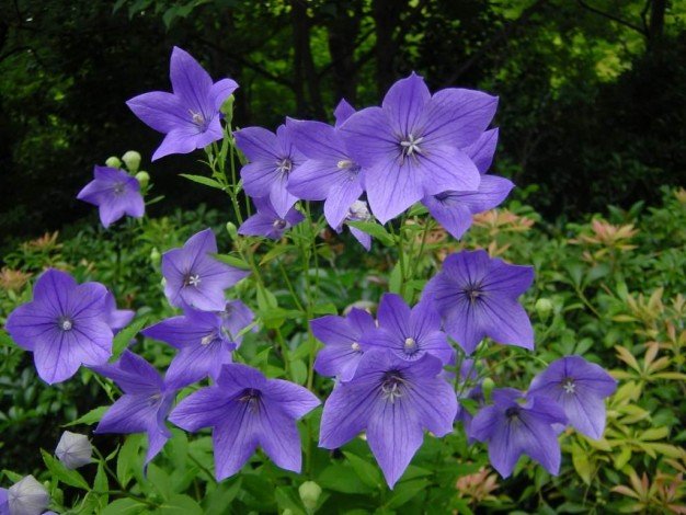 Сині квіти: види, назви, опис