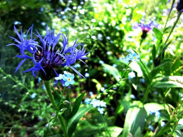 Сині квіти: види, назви, опис