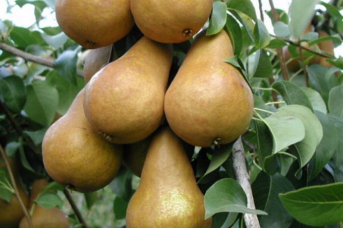 Характеристика та огляд переваг і недоліків сорту груші «Бере Боск»