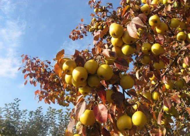 Сорт груші «Бере Боск»: характеристика, плюси і мінуси