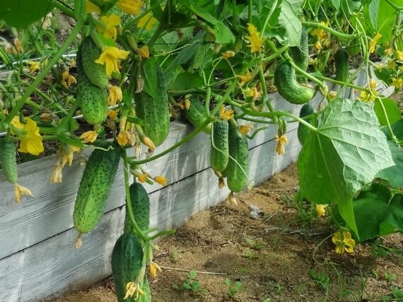 Посадка огірків у відкритий ґрунт: методи, фото та відеоінструкції