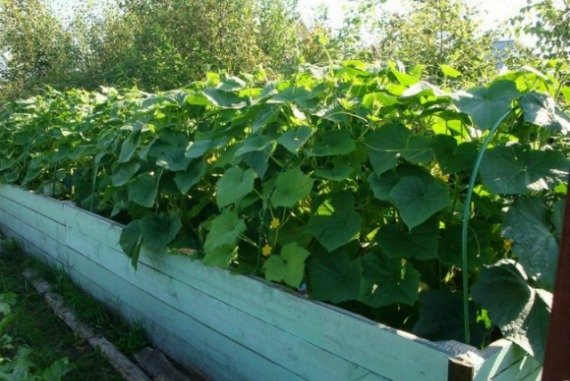 Способы посадки огурцов в открытом грунте Фото Видео