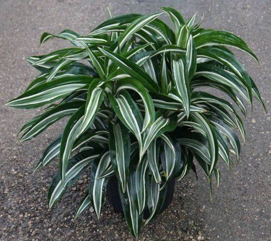 Способи розмноження драцени в домашніх умовах, фото