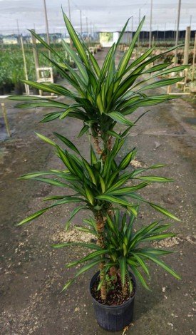 Способи розмноження драцени в домашніх умовах, фото