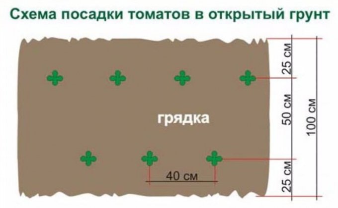 Томат Новачок: вирощування і догляд