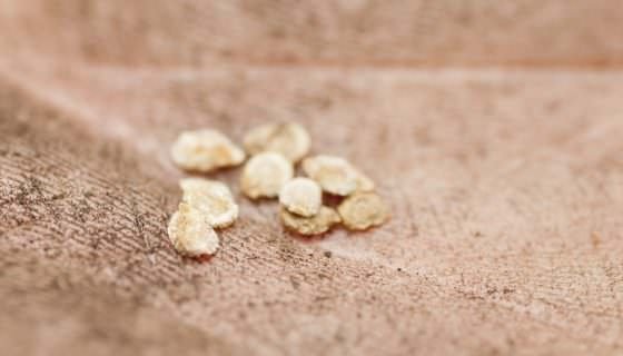 Томат будьонівка: характеристика, врожайність та опис сорту