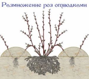 Тонкощі посадки і вирощування канадських троянд