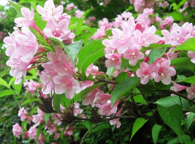 Вейгела квітуча (Weigela Florida): опис, фото, особливості вирощування