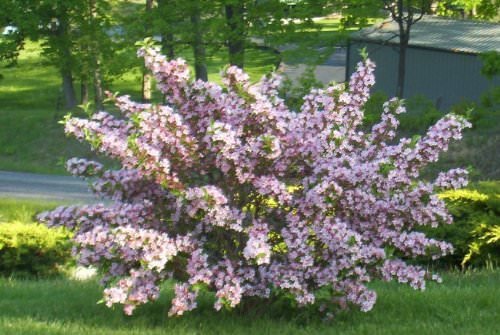 Вейгела квітуча (Weigela Florida): опис, фото, особливості вирощування