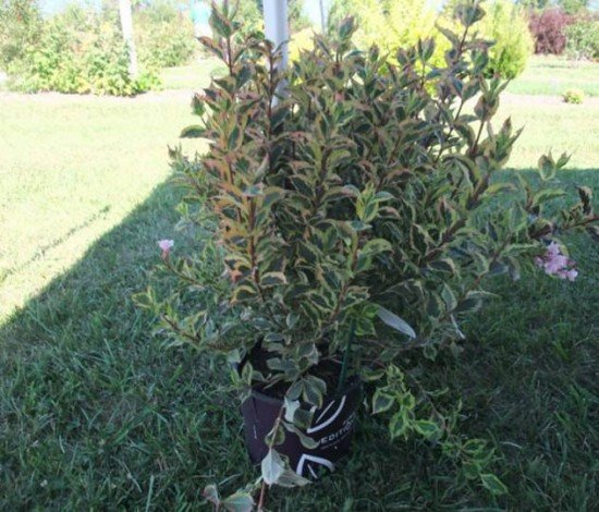 Вейгела квітуча (Weigela Florida): опис, фото, особливості вирощування