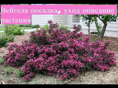 Вейгела квітуча (Weigela Florida): опис, фото, особливості вирощування