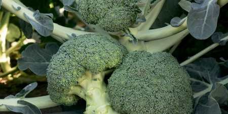 Вирощування брокколі у відкритому грунті в домашніх умовах, відео