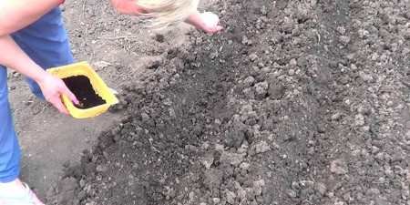 Секрети вирощування буряків: посадка, добрива та збір урожаю