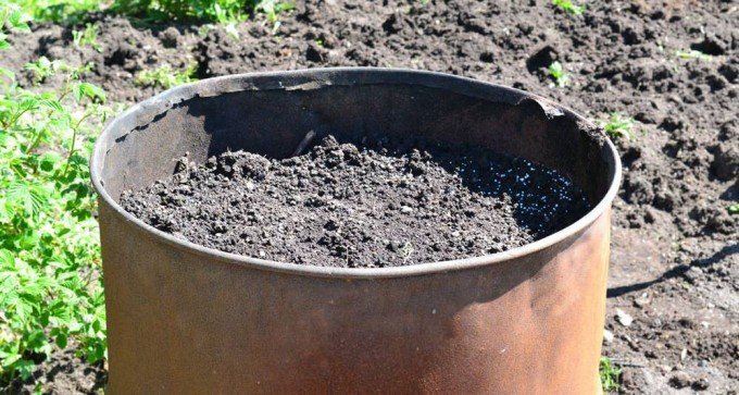 Вирощування огірків у бочці: покрокова інструкція, відгуки