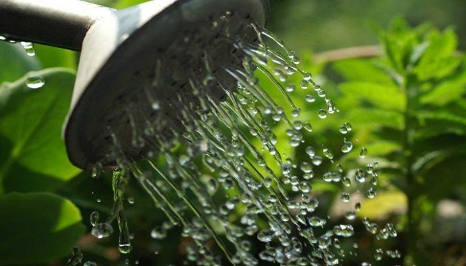 Вирощування огірків у бочці: покрокова інструкція, відгуки