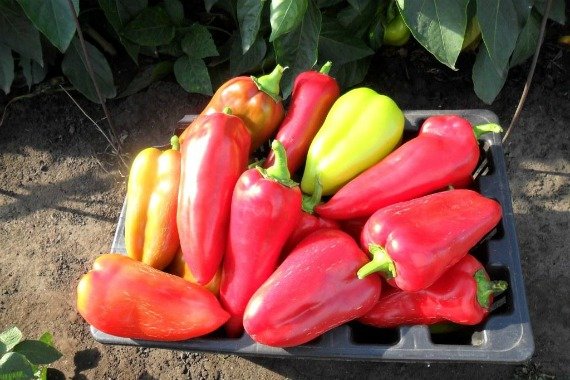 Выращивание перца в теплице из поликарбоната формирование, полив, уход пошагово Видео