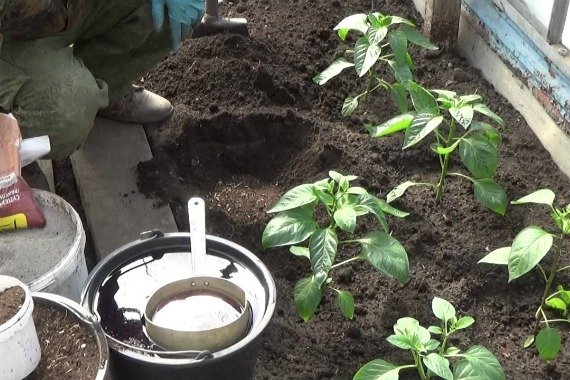 Выращивание перца в теплице из поликарбоната формирование, полив, уход пошагово Видео