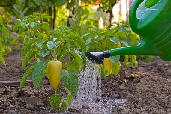 Выращивание перца в теплице из поликарбоната формирование, полив, уход пошагово Видео