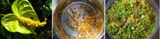 Вирощування і догляд за антуріумом в домашніх умовах