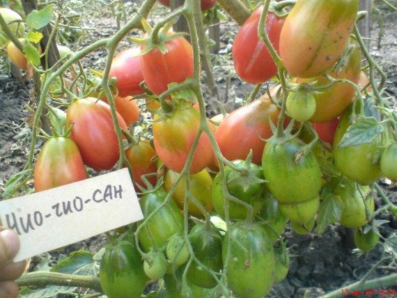 Высокорослые томаты для теплиц высокоурожайные - описание с фото