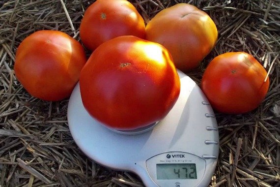 Высокорослые томаты для теплиц высокоурожайные - описание с фото